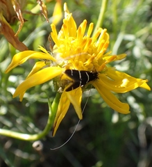 Adela trigrapha