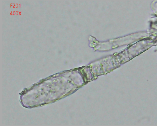 Erysiphe radulescui