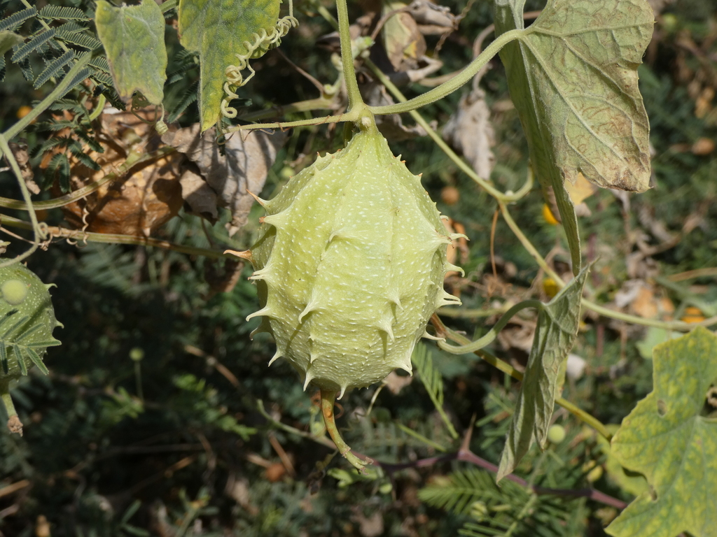 Luffa astorii