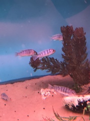 Maylandia zebra