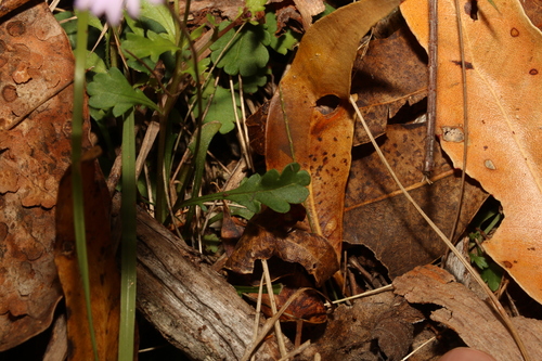 Image of Brachyscome discolor by (c) Greg Tasney, some rights reserved (CC BY-SA)
