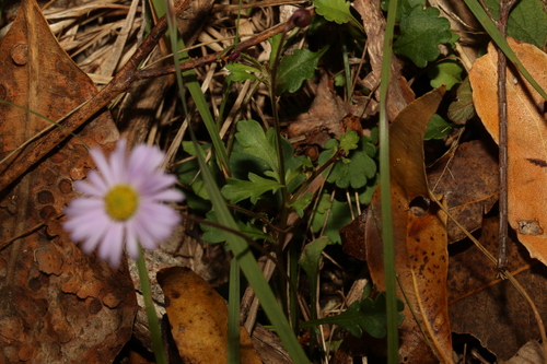 Image of Brachyscome discolor by (c) Greg Tasney, some rights reserved (CC BY-SA)