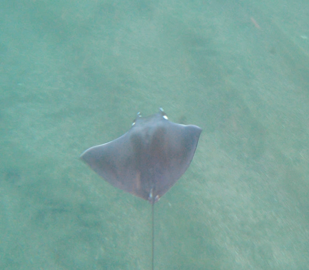 Munk's devil ray gliding over sandy shallows