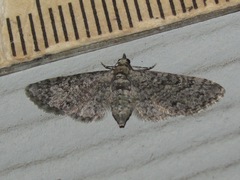 Eupithecia jejunata