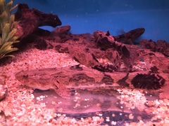 Oxyeleotris marmorata