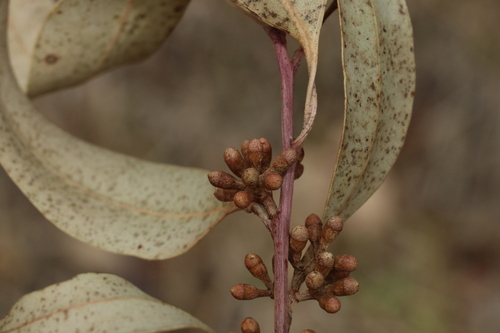 Image of Eucalyptus michaeliana by (c) Greg Tasney, some rights reserved (CC BY-SA)