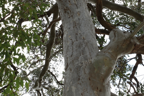 Image of Eucalyptus michaeliana by (c) Greg Tasney, some rights reserved (CC BY-SA)