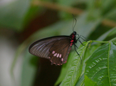 Parides aglaope