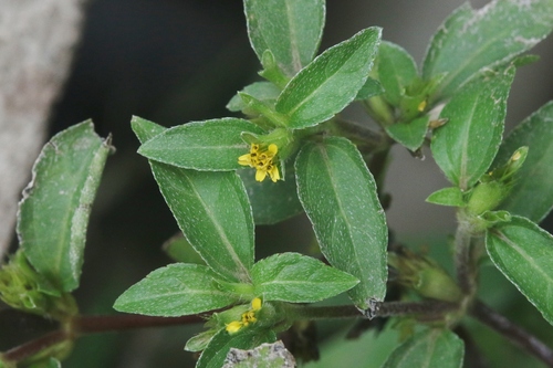 Nodeweed