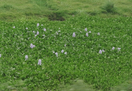 common water hyacinth