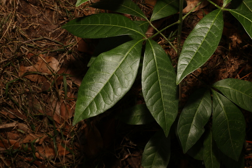 Image of Melicope micrococca by (c) Greg Tasney, some rights reserved (CC BY-SA)