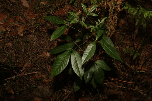 Image of Melicope micrococca by (c) Greg Tasney, some rights reserved (CC BY-SA)