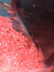 Leptobarbus hoevenii