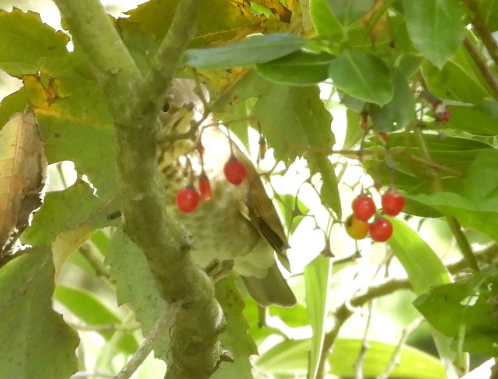 Swainson's Thrush