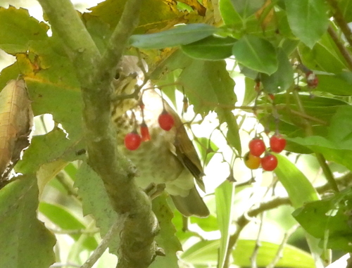 Swainson's Thrush