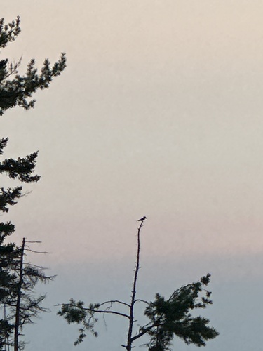 Belted Kingfisher photographed in Maine
