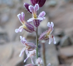 Streptanthus hispidus