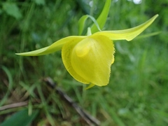 Calochortus pulchellus