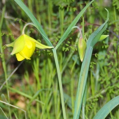 Calochortus pulchellus