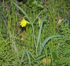 Calochortus pulchellus