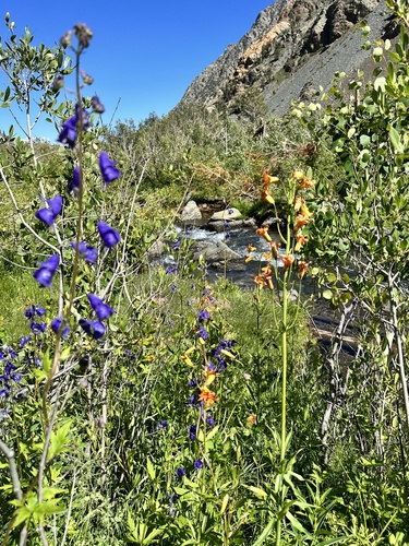 Columbian monkshood (Aconitum columbianum)