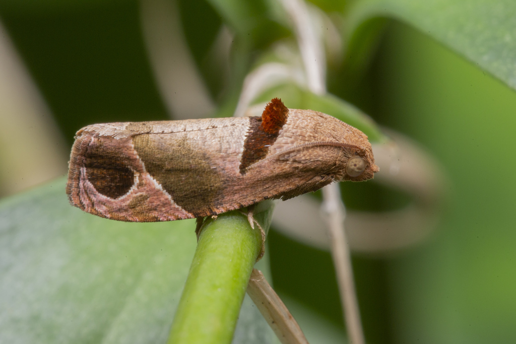 Sorolopha