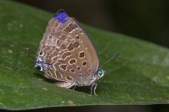 Arhopala athada