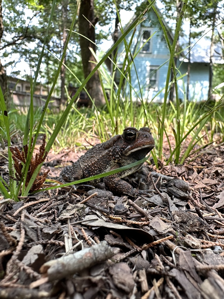 North American Toads from Cherokee Dr, Starkville, MS, US on July 16 ...