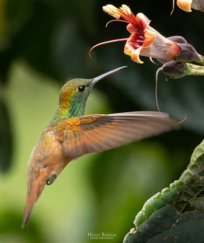 Chestnut-bellied Hummingbird (Saucerottia castaneiventris), photo 6