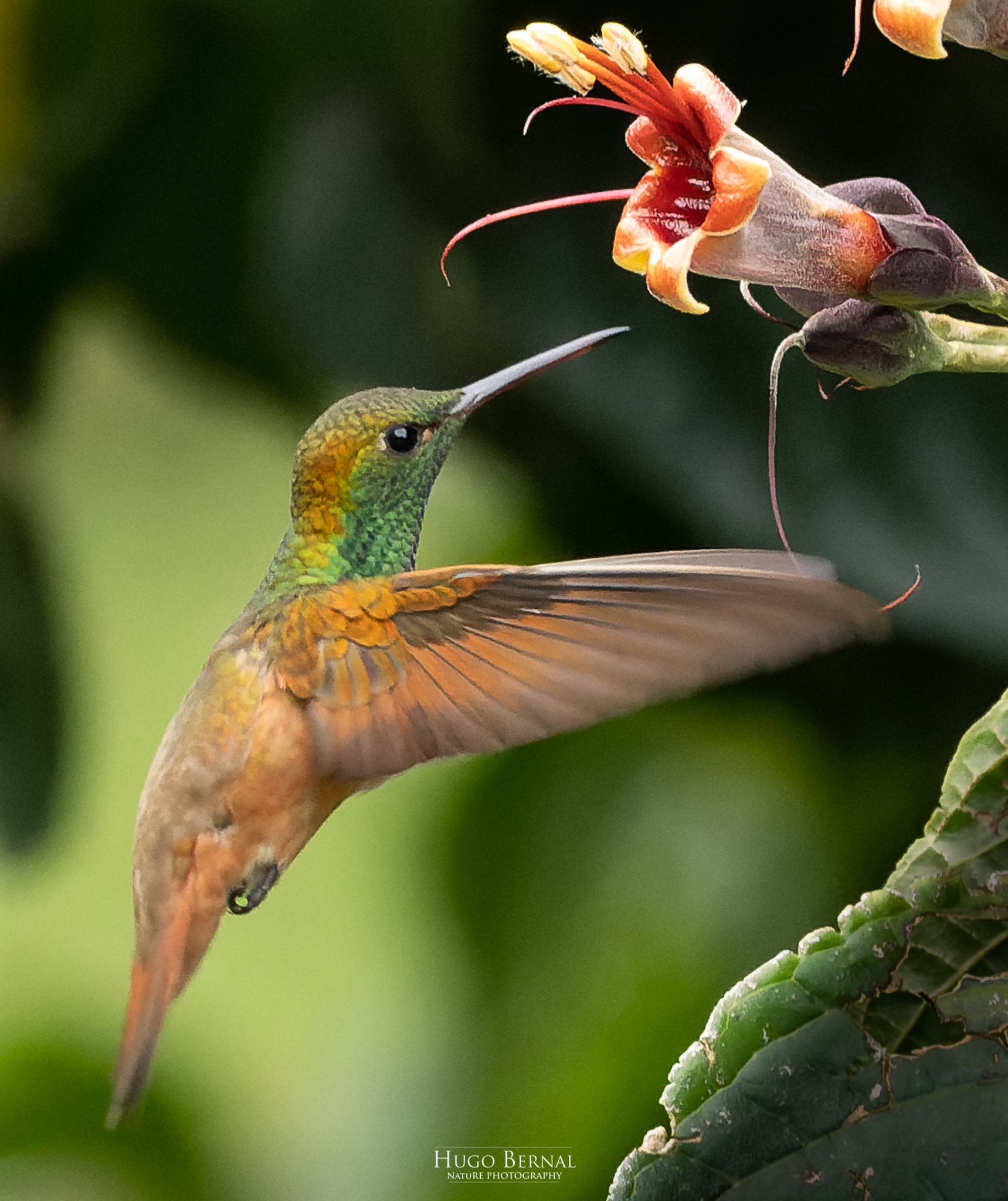 Chestnut-bellied Hummingbird (Saucerottia castaneiventris), photo 1