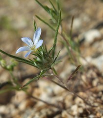 Eriastrum diffusum