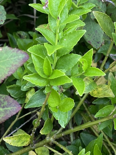 Ilex rugosa, photograph 6