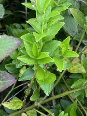 Ilex rugosa, photograph (c) Илья Руденко, some rights reserved (CC BY)