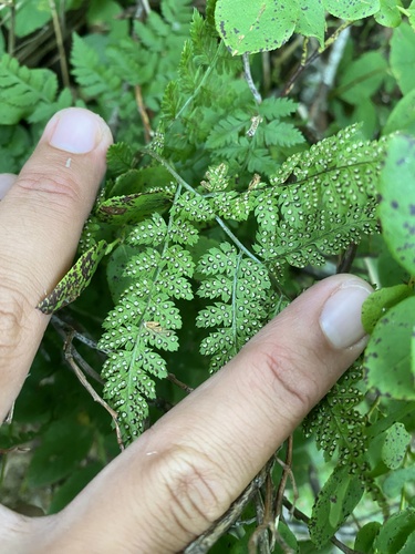Dryopteris amurensis, photograph 5