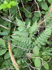 (c) Илья Руденко, some rights reserved (CC BY) Dryopteris amurensis, photograph (c) Илья Руденко, some rights reserved (CC BY)