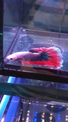 Betta splendens