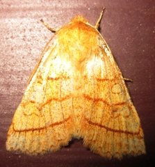 Pyreferra hesperidago