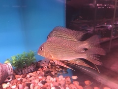 Geophagus altifrons