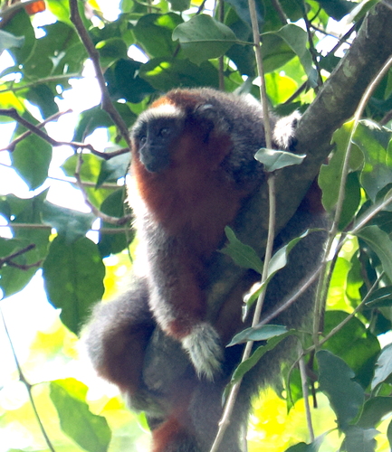 Ornate Titi