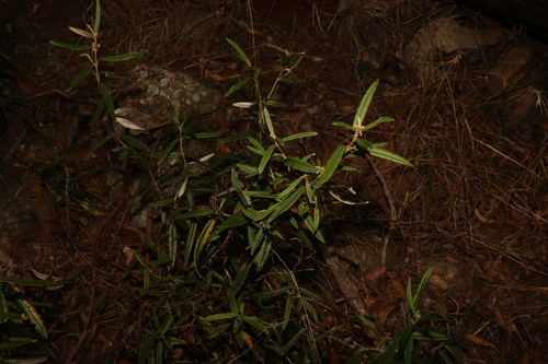 Image of Olearia oppositifolia by (c) Greg Tasney, some rights reserved (CC BY-SA)