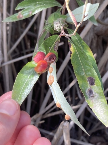 iNaturalist observation photo of Willow Apple Gall Sawfly