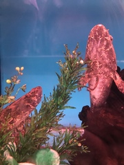 Oxyeleotris marmorata