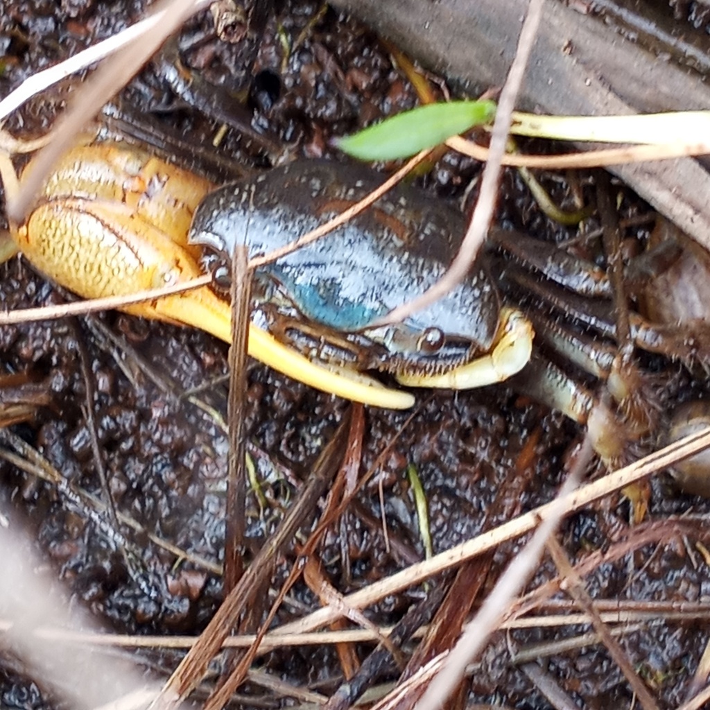 mud-fiddler-crab-from-west-ocean-city-md-usa-on-september-9-2023-at