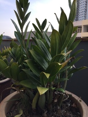 Cordyline fruticosa
