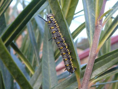 Danaus chrysippus