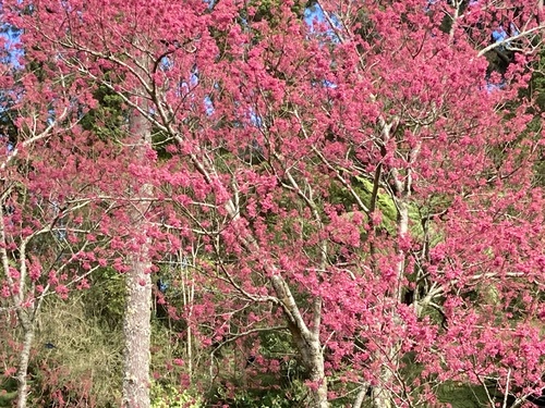 Prunus campanulata