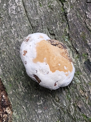 Fomitopsis pinicola