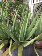 Aloe