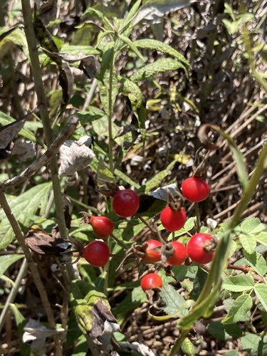 iNaturalist observation photo of California Wild Rose
