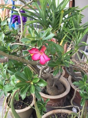 Adenium